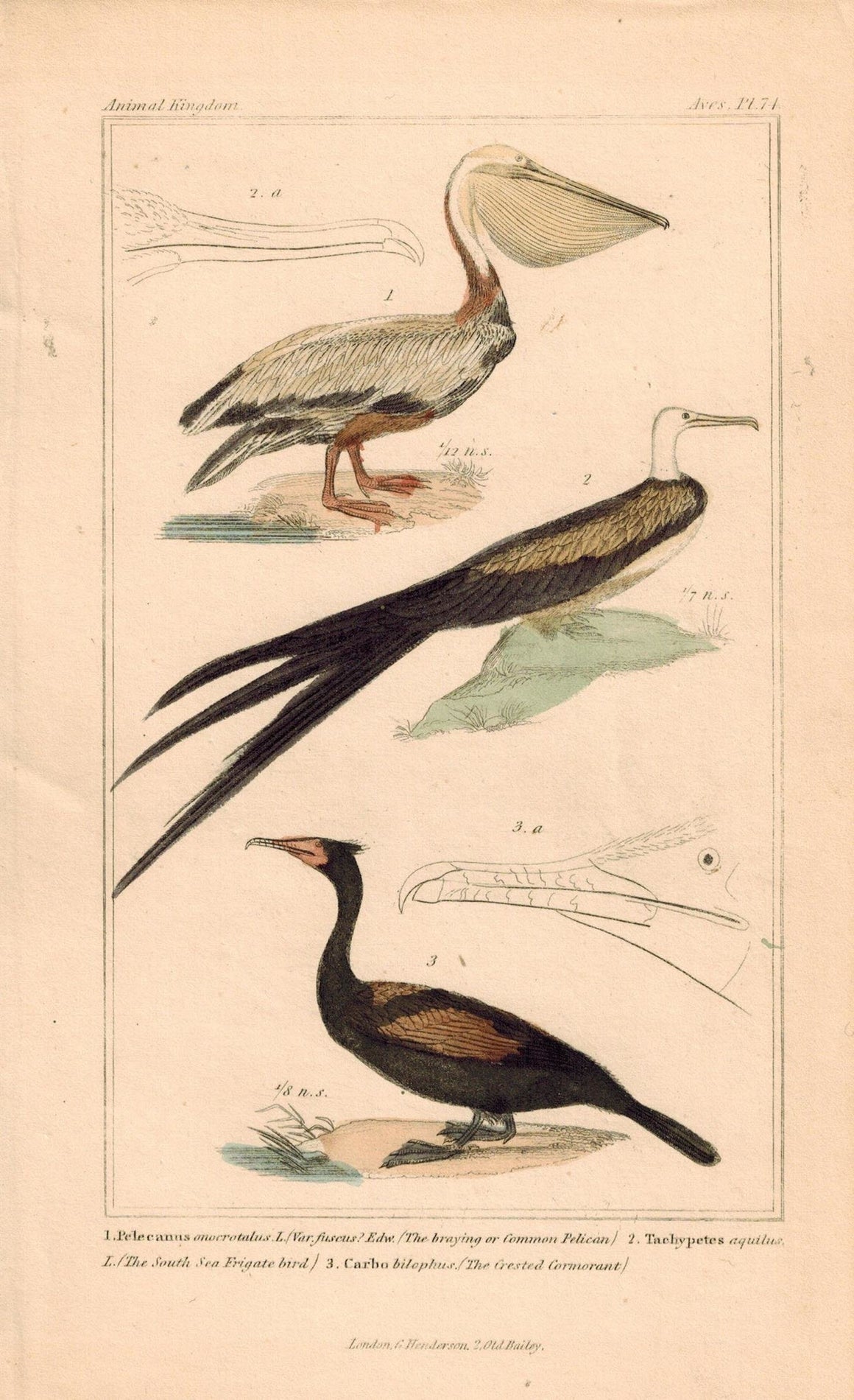 Braying Pelican Crested Cormorant Antique Hand Color Cuvier Bird Print 1837