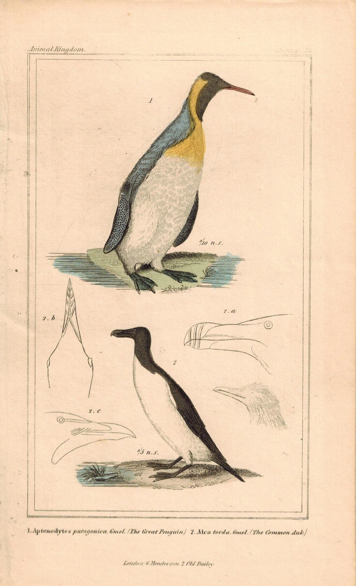 Great Penguin Common Auk Antique Hand Color Cuvier Bird Print 1837