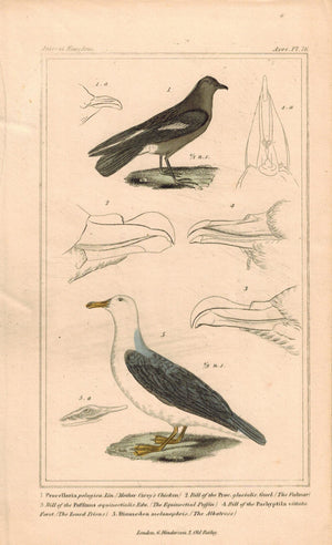 Mother Carey's Chicken Albatross Antique Hand Color Cuvier Bird Print 1837