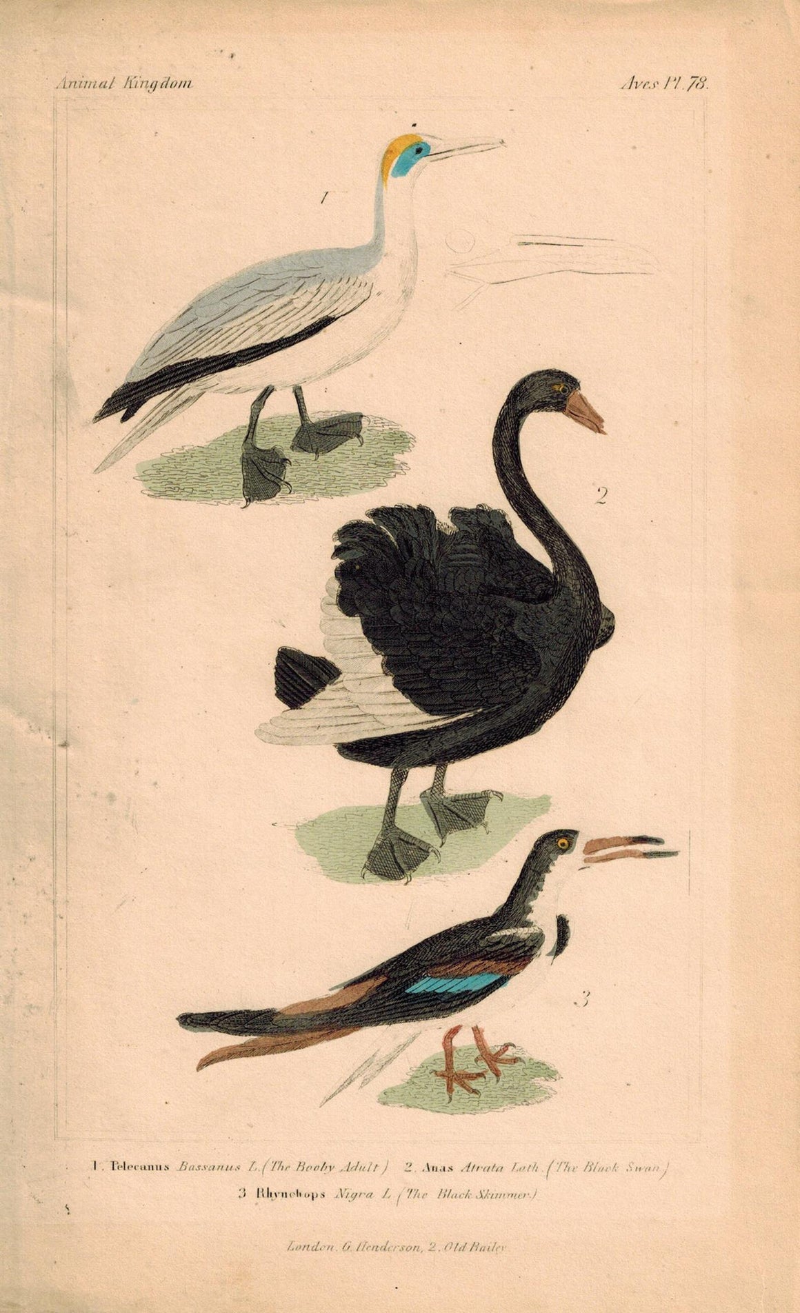 Adult Booby Black Swan Skimmer Antique Hand Color Cuvier Bird Print 1837