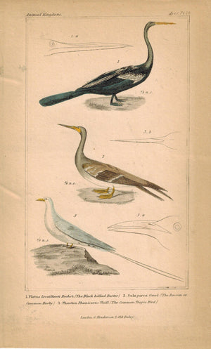 Darter Bassan Booby Tropic Antique Hand Color Cuvier Bird Print 1837