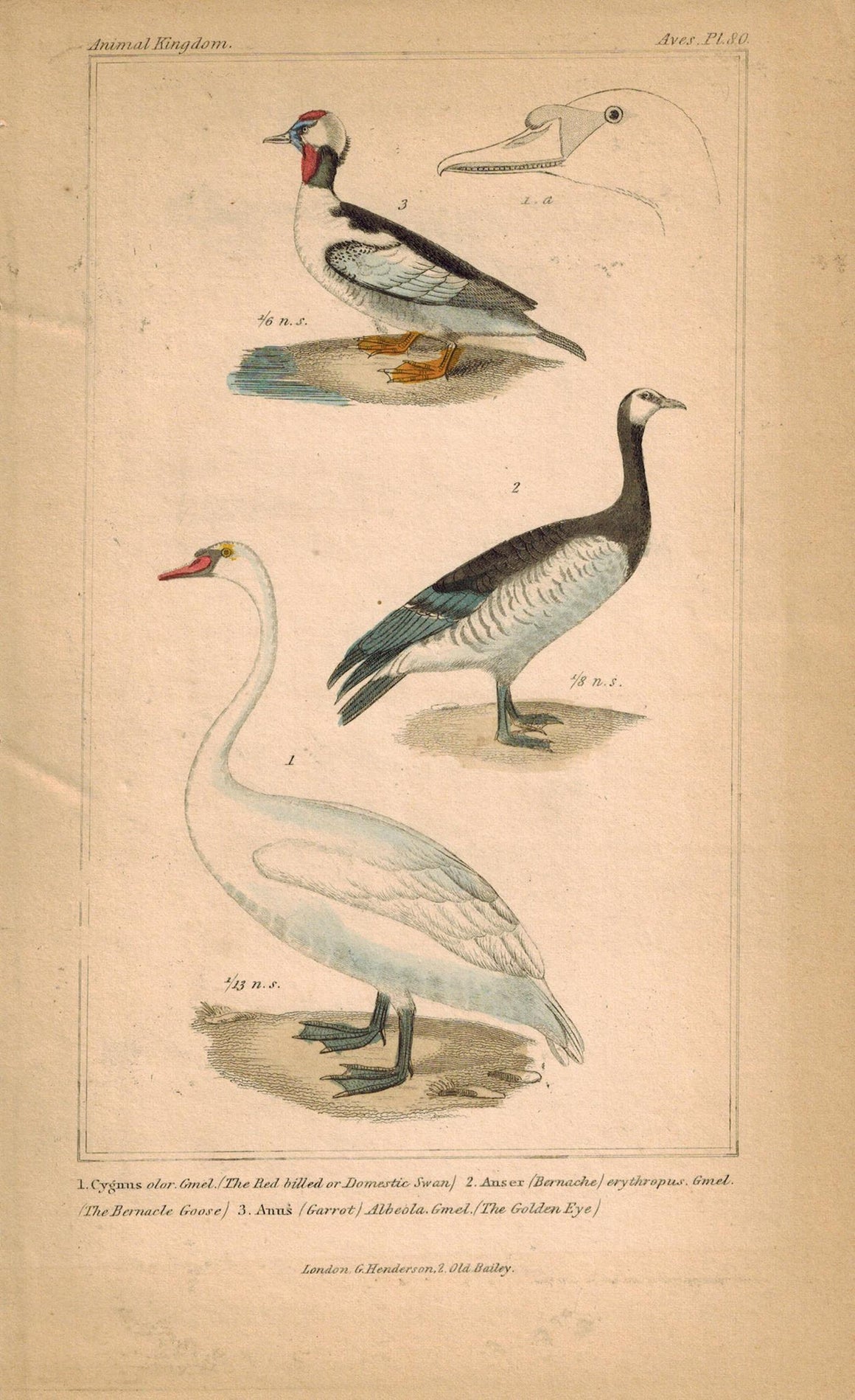 Domestic Swan Bernacle Goose Antique Hand Color Cuvier Bird Print 1837