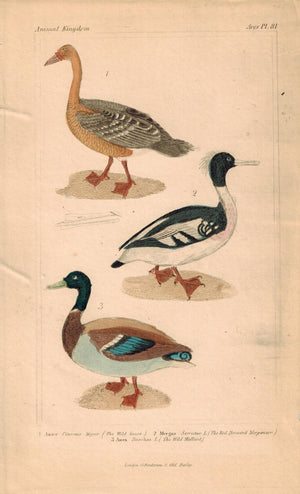 Wild Goose Merganser Mallard Antique Hand Color Cuvier Bird Print 1837
