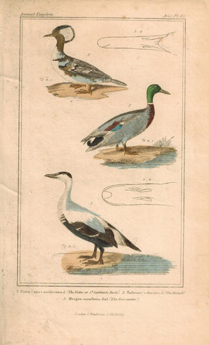 Cuthbert's Duck Mallard Goosander Antique Hand Color Cuvier Bird Print 1837