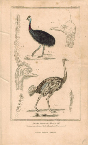Ostrich Galeated Cassorary Antique Hand Color Bird Cuvier Print 1837