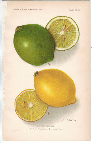 California Lemons Antique Fruit Print 1907