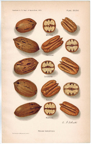 Pecan Varieties Kincaid President Wolford Antique Nut Print 1907