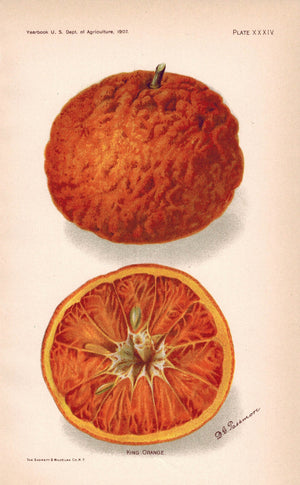 King Orange Antique Fruit Print 1907