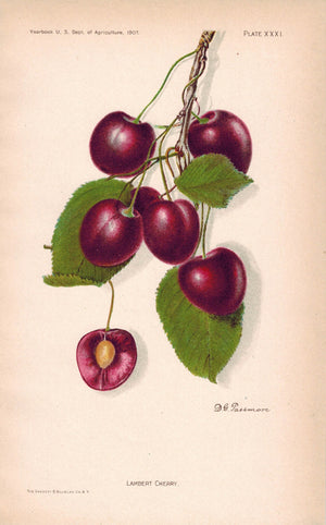 Lambert Cherry Antique Fruit Print 1907