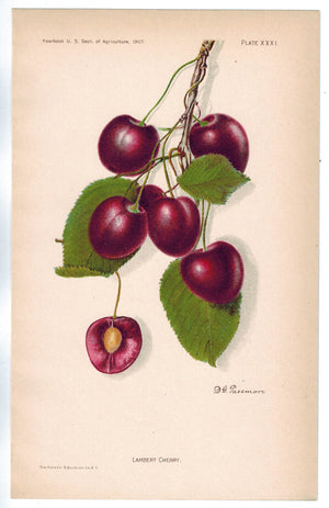 Lambert Cherry Antique Fruit Print 1907