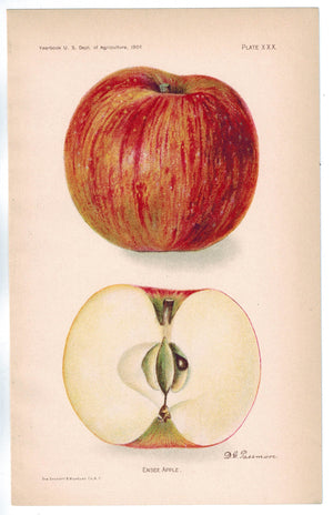 Ensee Apple Antique Fruit Print 1907