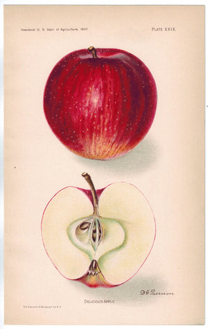 Delicious Apple Antique Fruit Print 1907