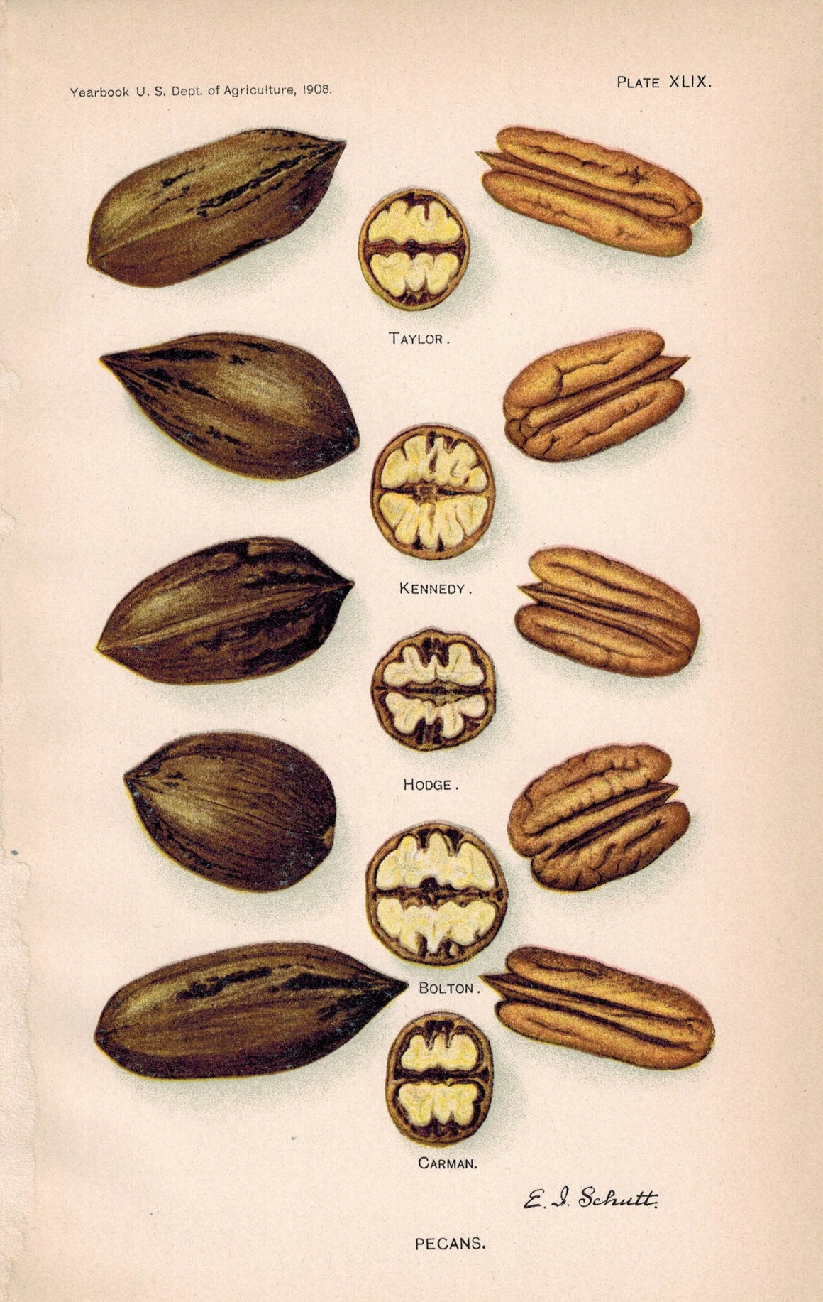 Pecans Kennedy Bolton Carman Hodge Antique Nut Print 1908