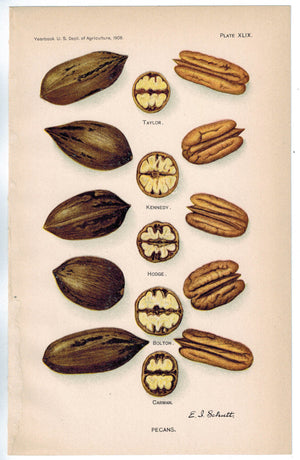 Pecans Kennedy Bolton Carman Hodge Antique Nut Print 1908