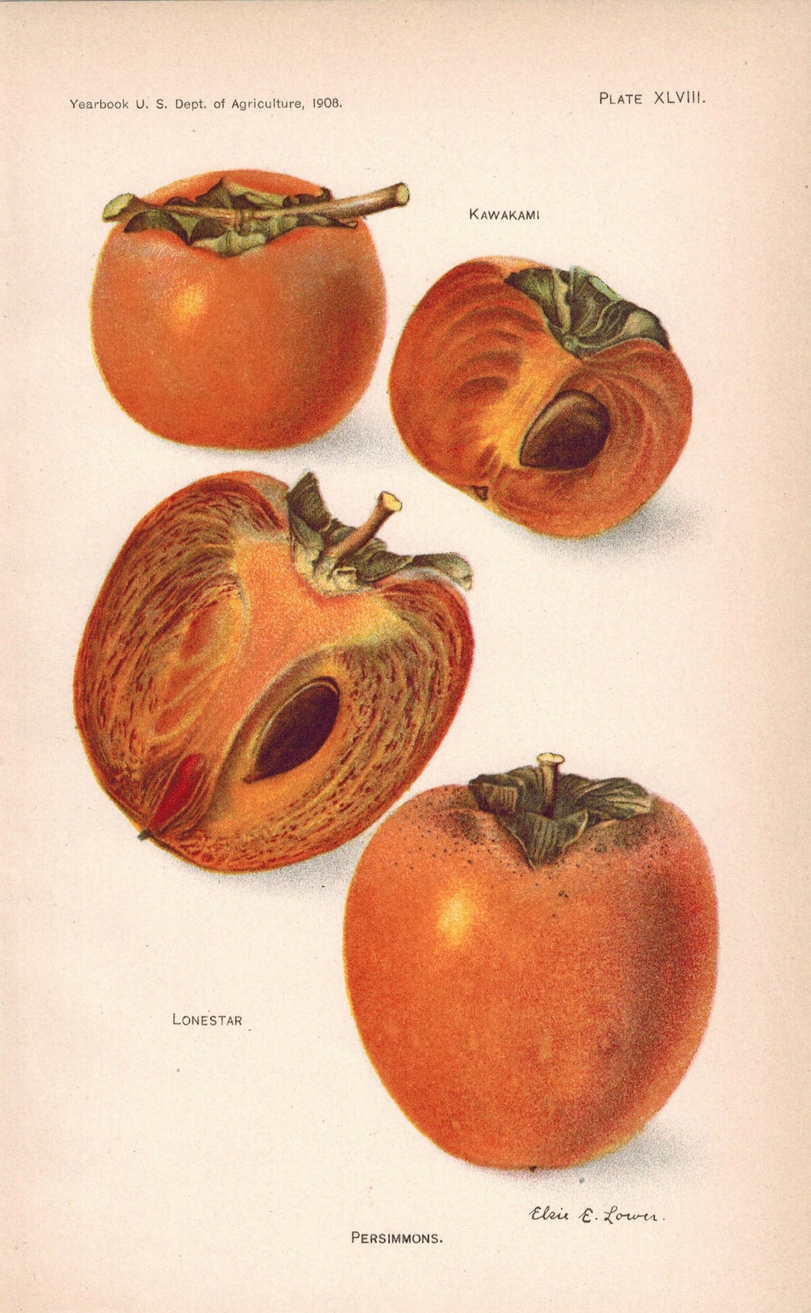 Kawakami Lonestar Persimmons Antique Fruit Print 1908