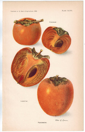 Kawakami Lonestar Persimmons Antique Fruit Print 1908