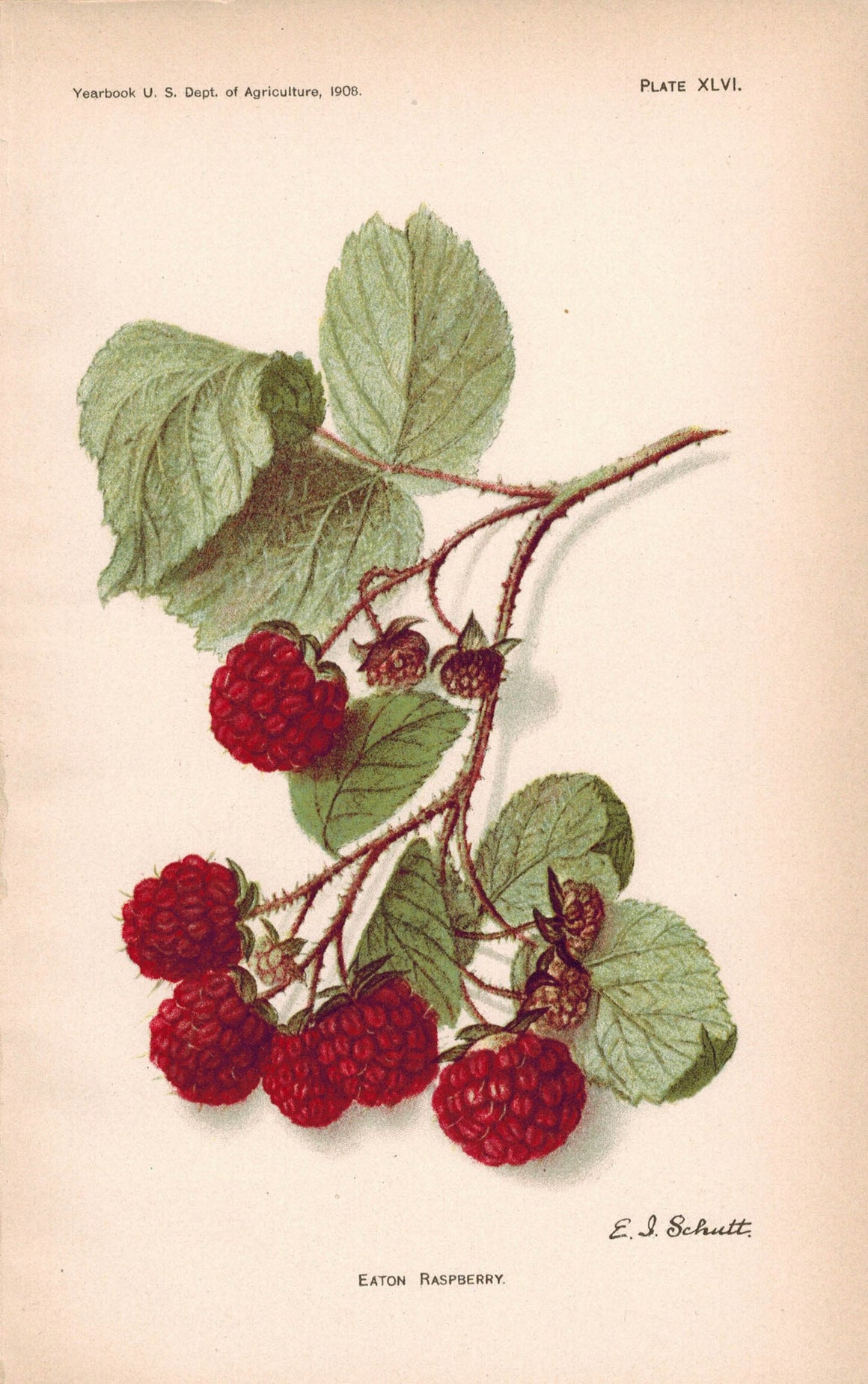 Eaton Raspberry Antique Fruit Print 1908