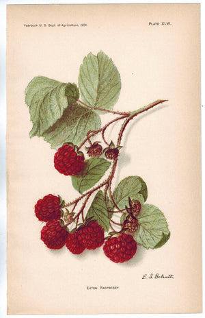 Eaton Raspberry Antique Fruit Print 1908