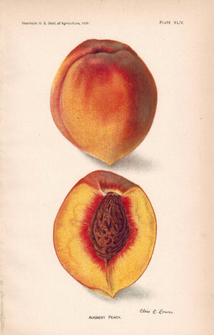 Augert Peach Antique Fruit Print 1908