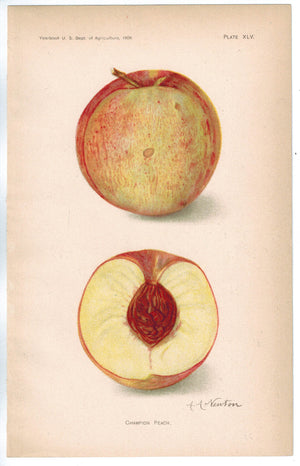 Champion Peach Antique Fruit Print 1908