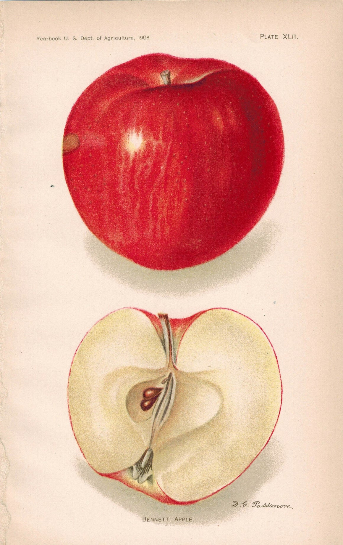 Bennett Apple Antique Fruit Print 1908