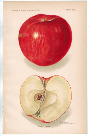 Bennett Apple Antique Fruit Print 1908