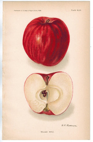 Williams Apple Antique Fruit Print 1908