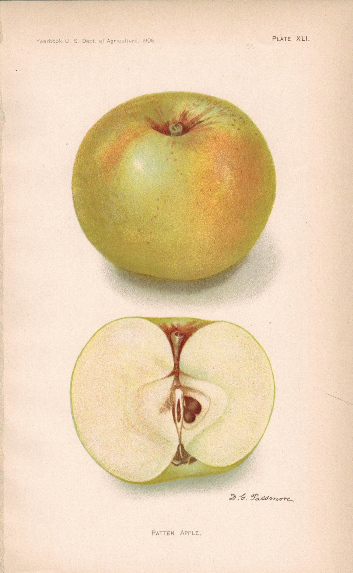 Patten Apple Antique Fruit Print 1908
