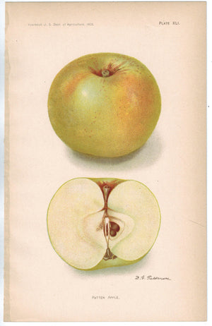 Patten Apple Antique Fruit Print 1908
