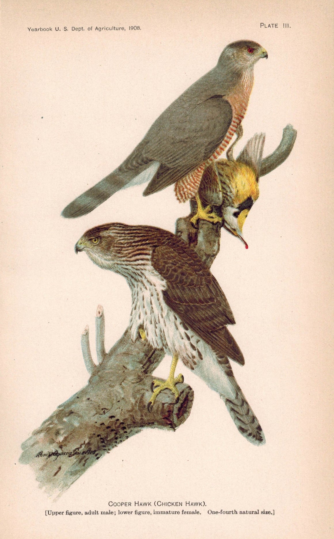 Cooper Chicken Hawk Antique Bird Print 1908