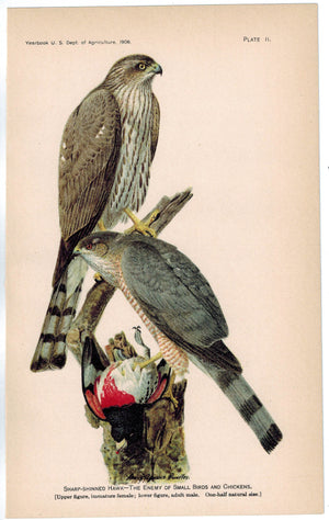 Sharp Shinned Hawk Antique Bird Print 1908