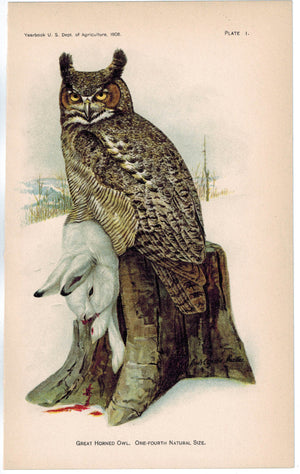 Great Horned Owl Antique Bird Print 1908