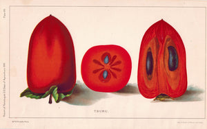 Tsuru Antique Fruit Print 1890