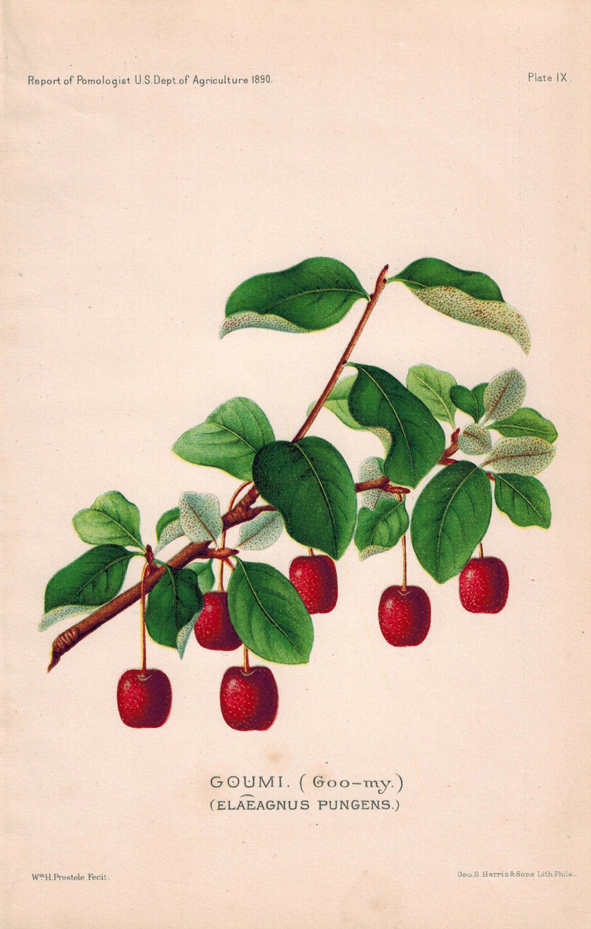 Goumi Berries Antique Fruit Print 1890