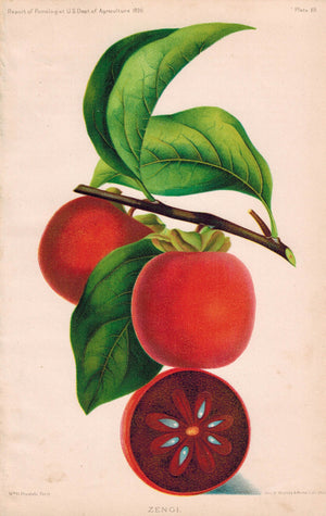 Zengi (Zengy) Antique Fruit Print 1890