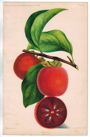 Zengi (Zengy) Antique Fruit Print 1890