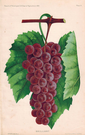 Brilliant Grapes Antique Fruit Print 1890