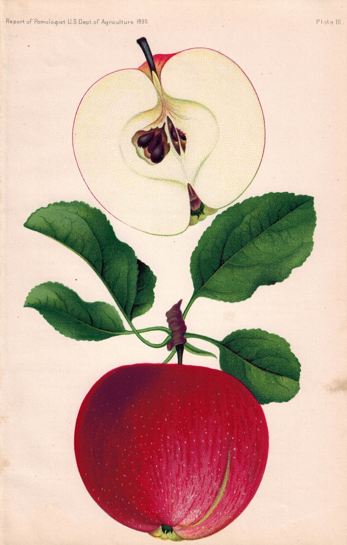 Switzer Apple Antique Fruit Print 1890