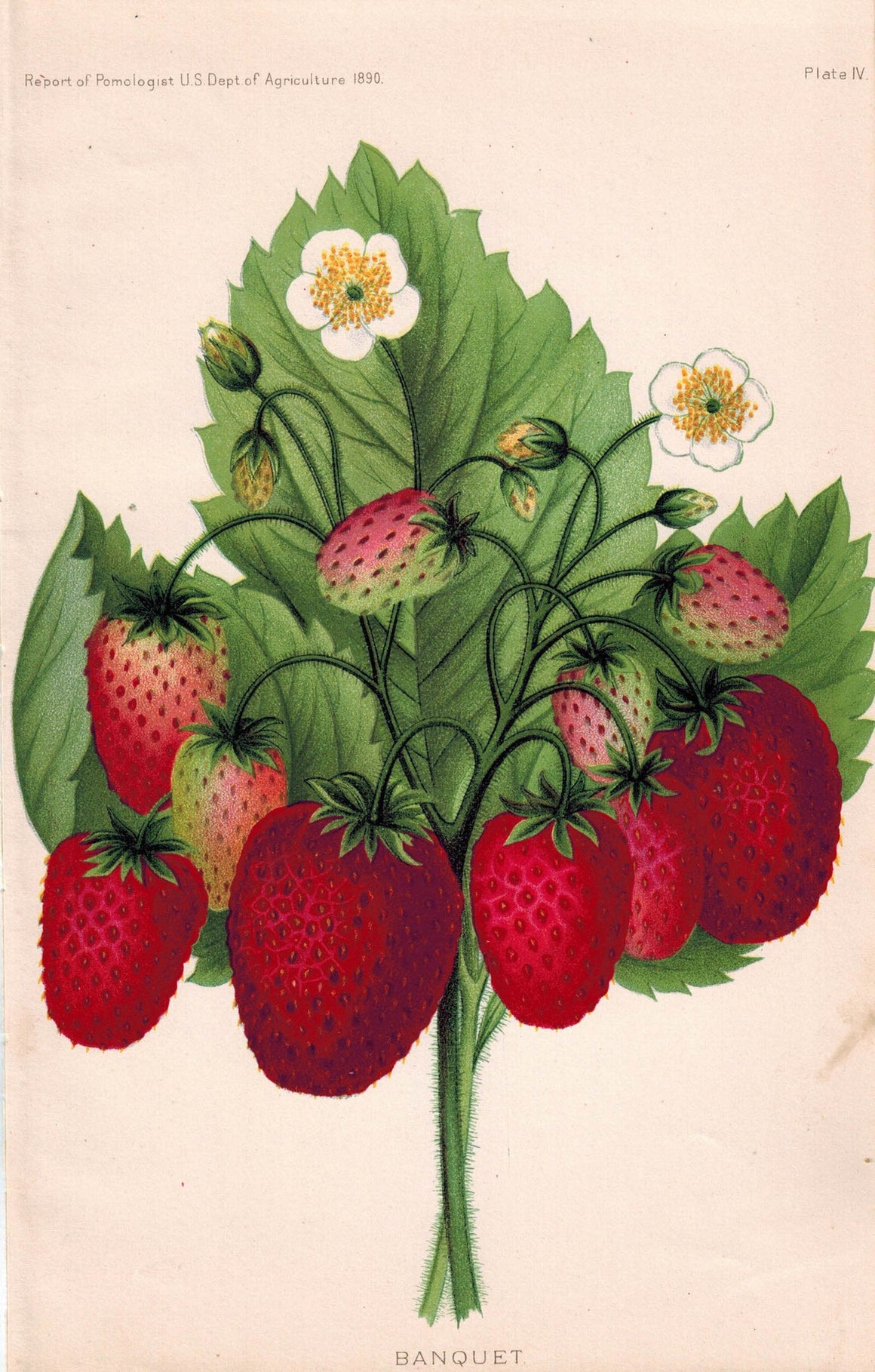 Banquet Strawberry Antique Fruit Print 1890
