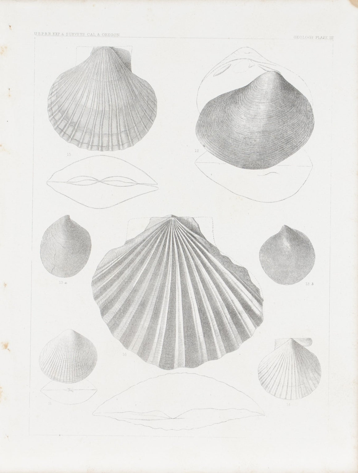 California Shell Fossils Antique Survey Print 1856 B