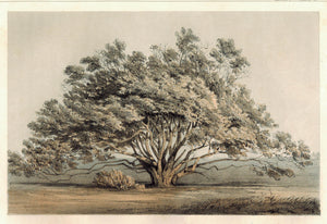 Manzanita Tree Antique Botany Print 1857