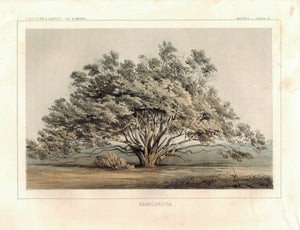 Manzanita Tree Antique Botany Print 1857
