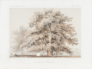 Platanus Racemosa Tree Antique Botany Print 1857