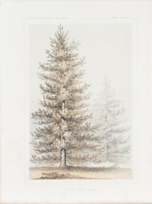 Pinus Contorta Tree Antique Botany Print 1857