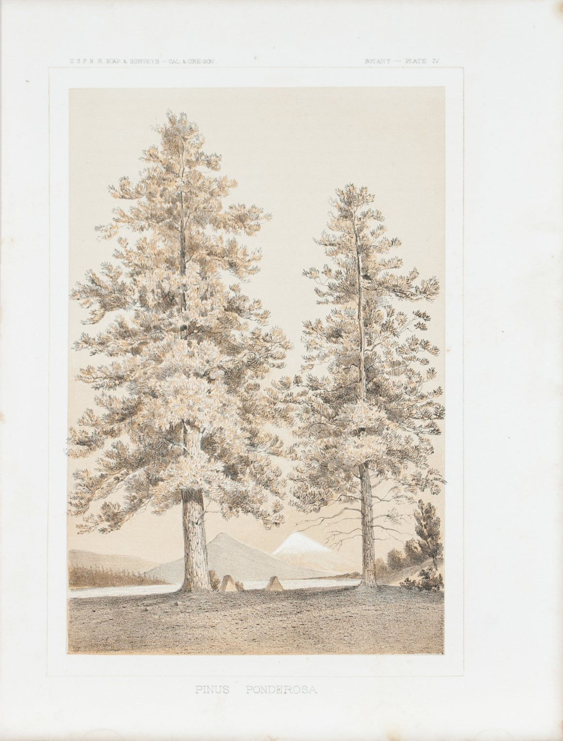 Pinus Ponderosa Tree Antique Botany Print 1857