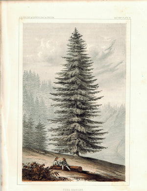 Pinus Grandies Tree Antique Botany Print 1857