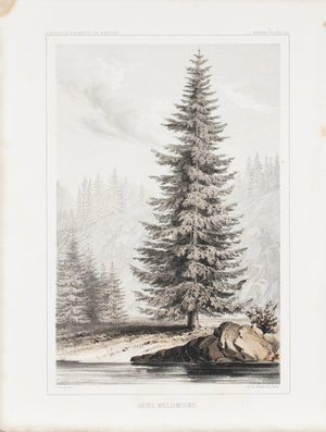 Abies Williamsonii Tree Antique Botany Print 1857