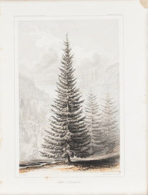 Abies Douglassii Tree Antique Botany Print 1857