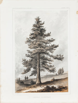Juniperus Occidentalis Tree Antique Botany Print 1857
