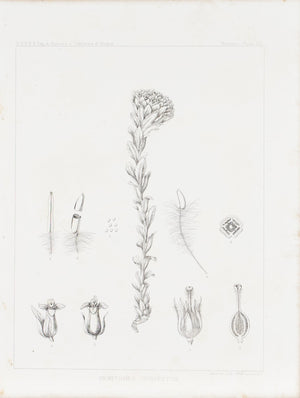 Hemitomes Congestum Flower Antique Botany Print 1857